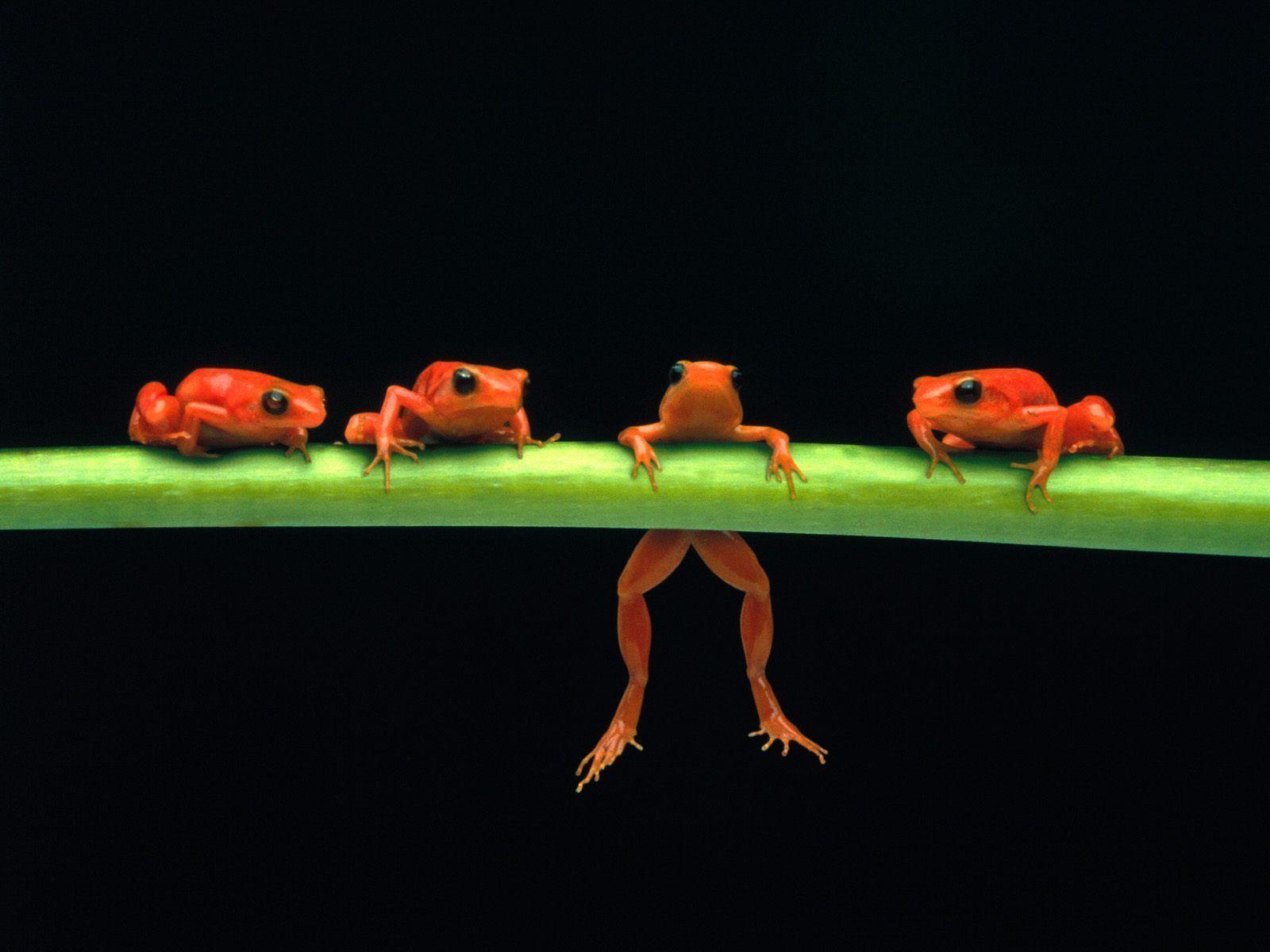 Frog Desktop Wallpaper 4k - Wallpaperforu