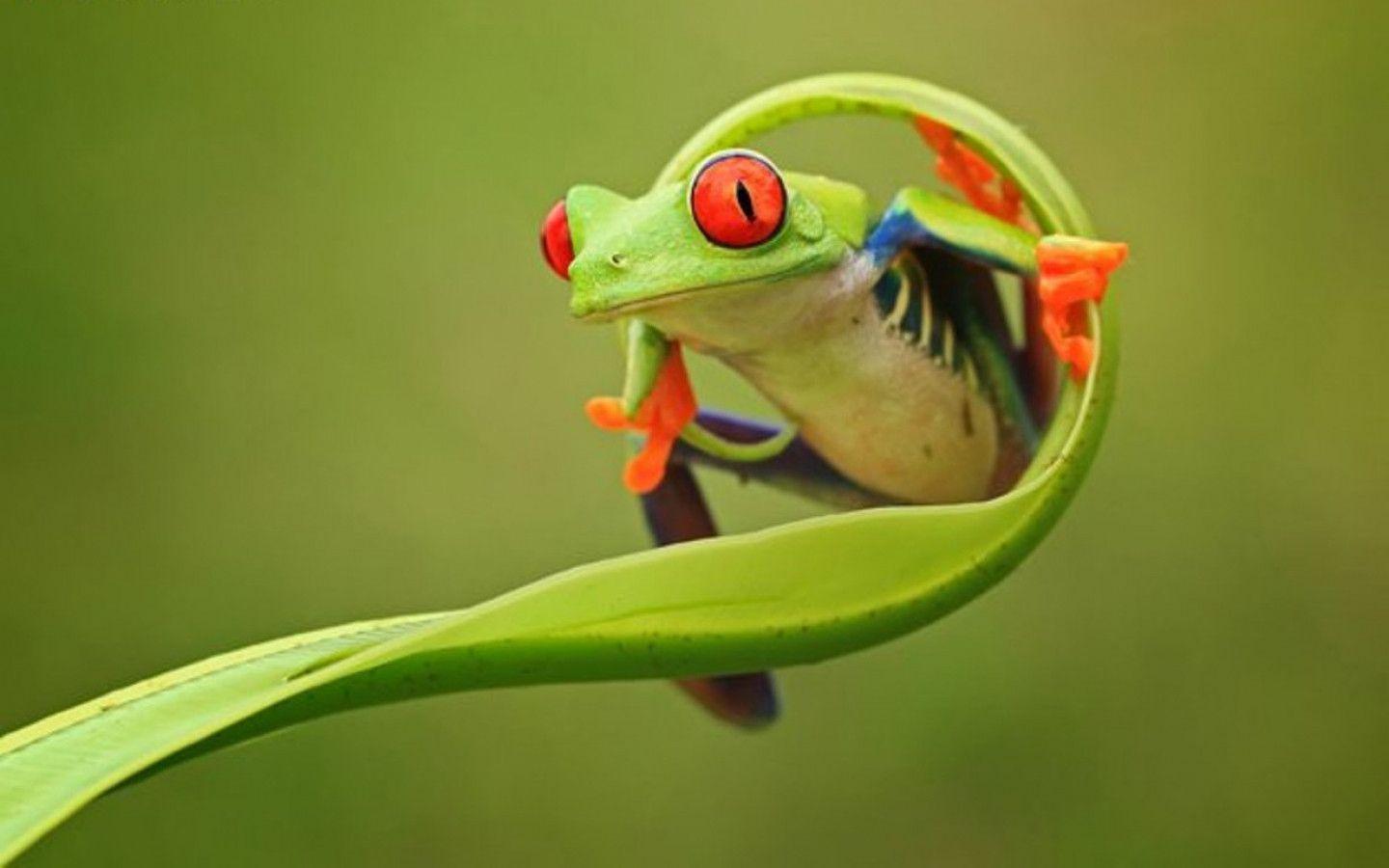 Frog Desktop Wallpaper, Amphibians Wallpapers, Animal