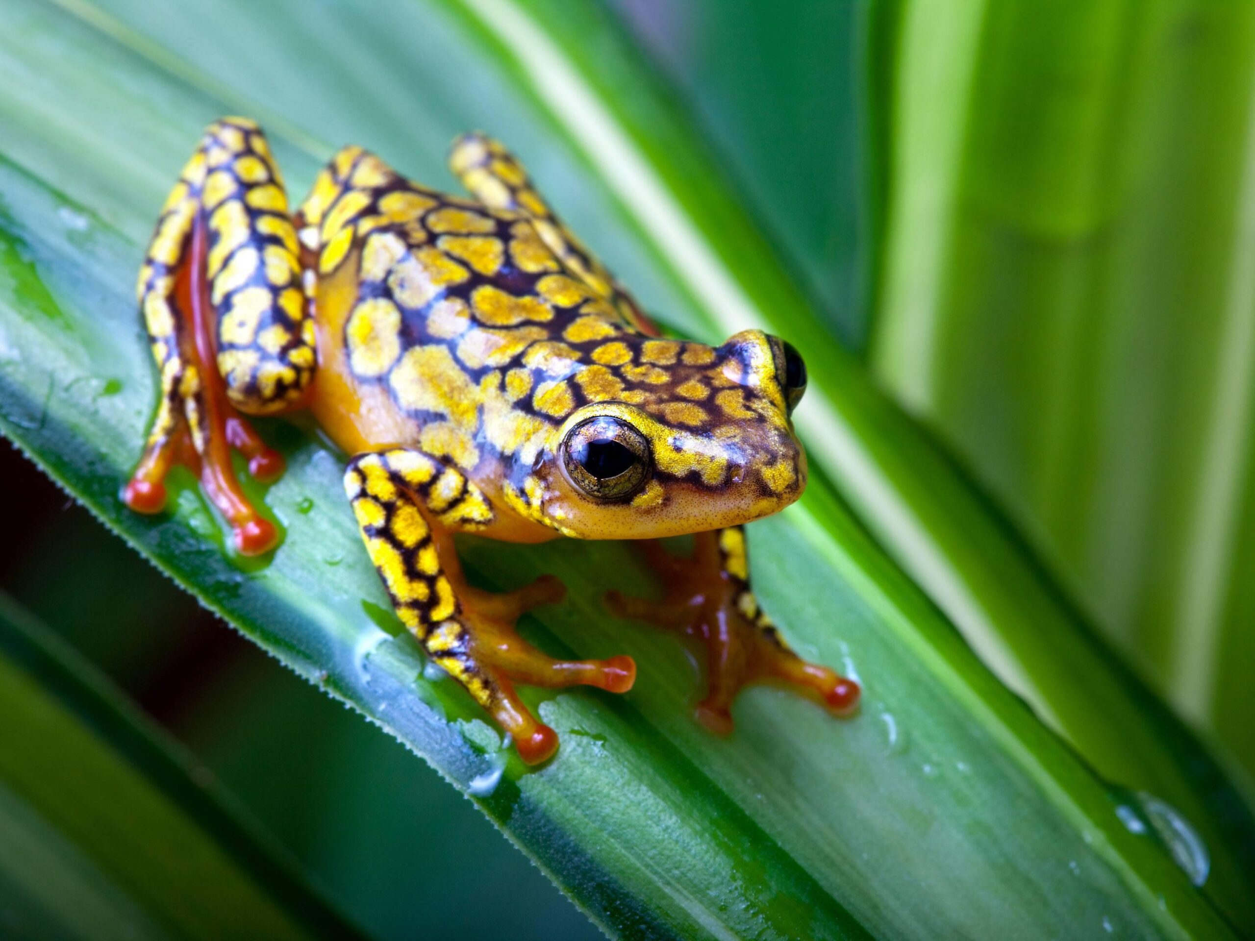 Frog Desktop Wallpapers, Amphibians Wallpapers, Animal