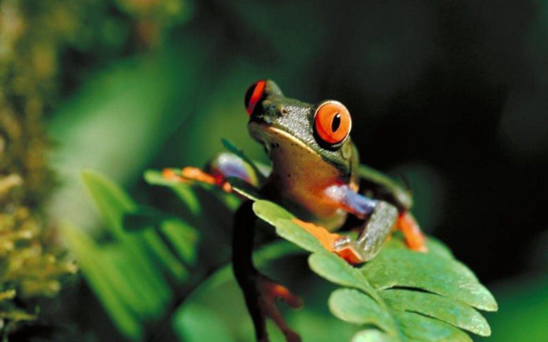 Frog Hd Wallpaper 4k Download Full Screen, Amphibians Wallpapers, Animal