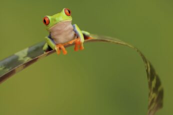 Frog Hd Wallpaper 4k For Pc