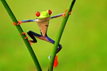 Frog Hd Wallpapers For Pc