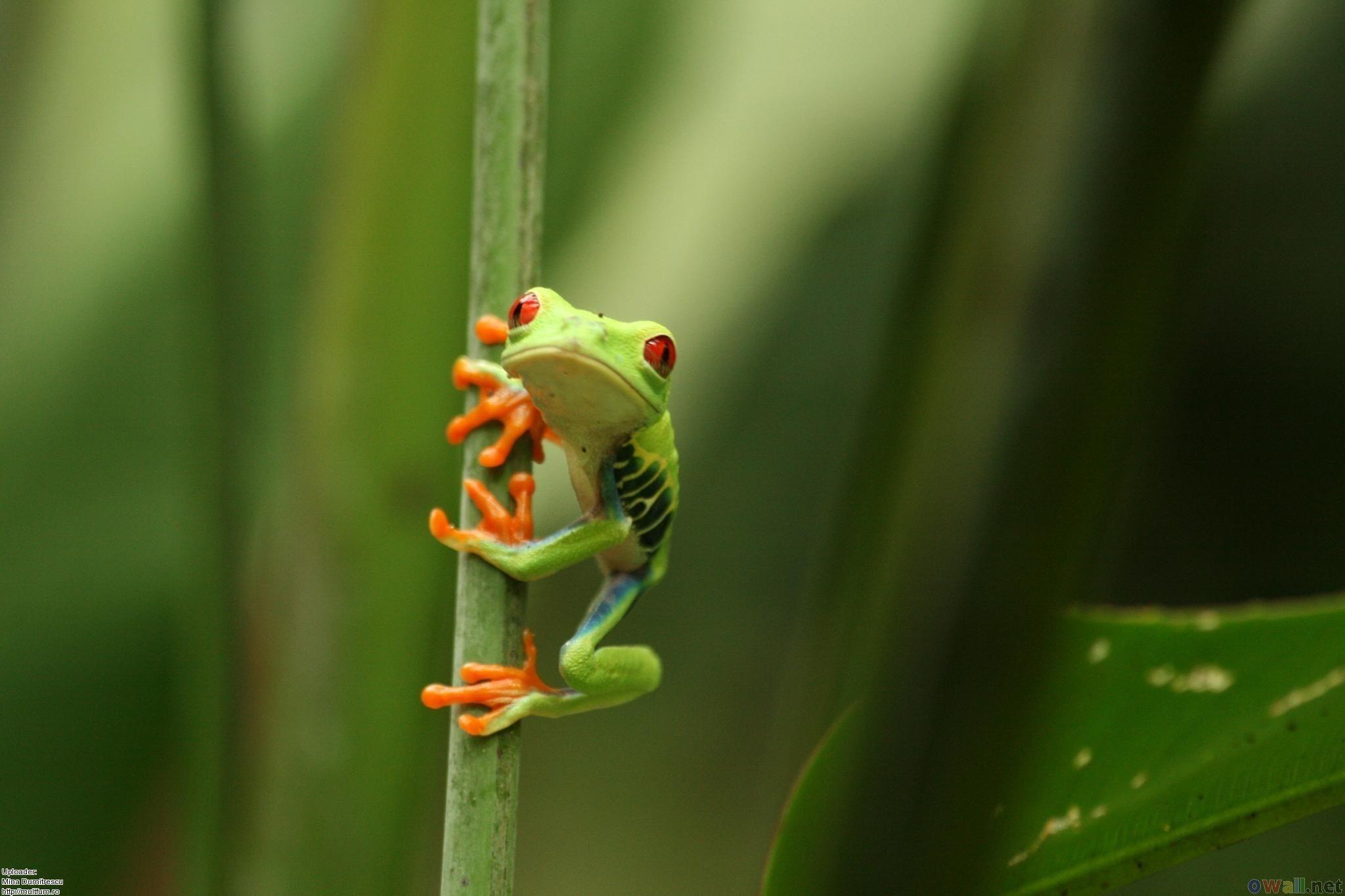 Frog Hd Wallpapers Free Download, Amphibians Wallpapers, Animal