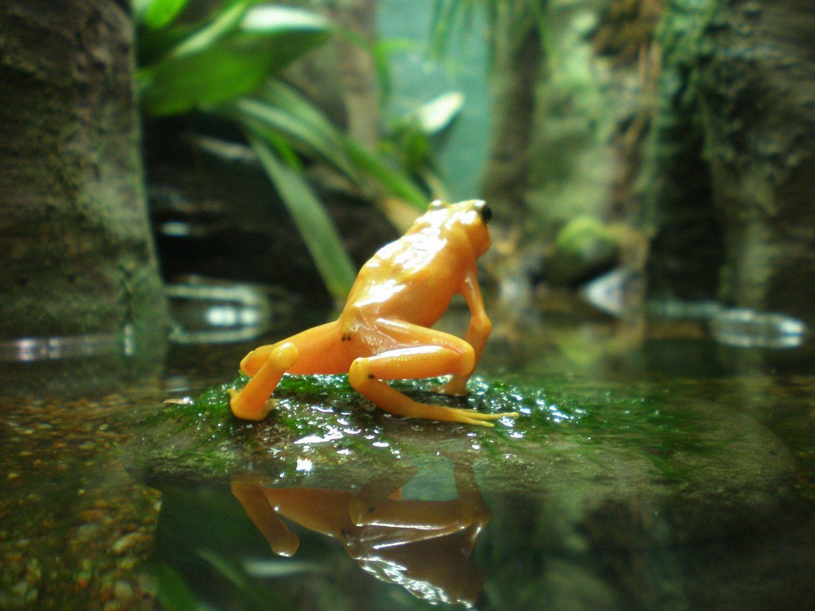 Frog Laptop Desktop Wallpaper 4k, Amphibians Wallpapers, Animal
