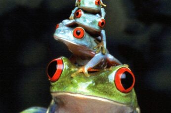 Frog Laptop Wallpaper