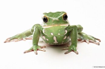 Frog Pc Wallpaper