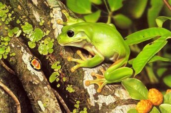 Frog Wallpaper
