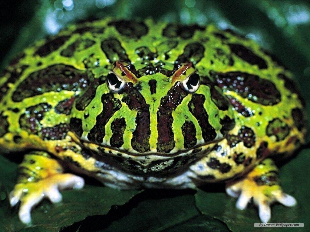Frog Wallpaper Desktop 4k