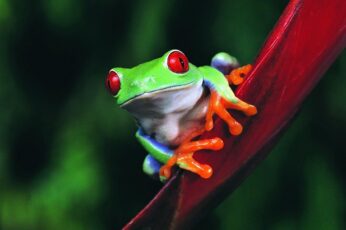 Frog Wallpaper Download
