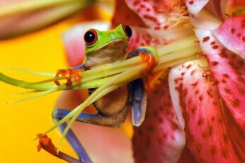 Frog Wallpaper Hd Download For Pc