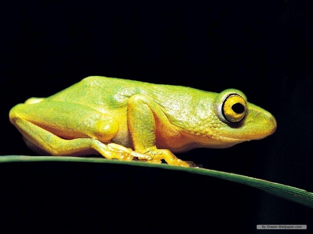 Frog Wallpaper Hd, Amphibians Wallpapers, Animal