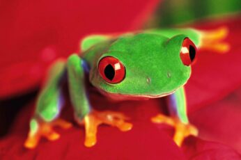Frog Wallpaper Photo