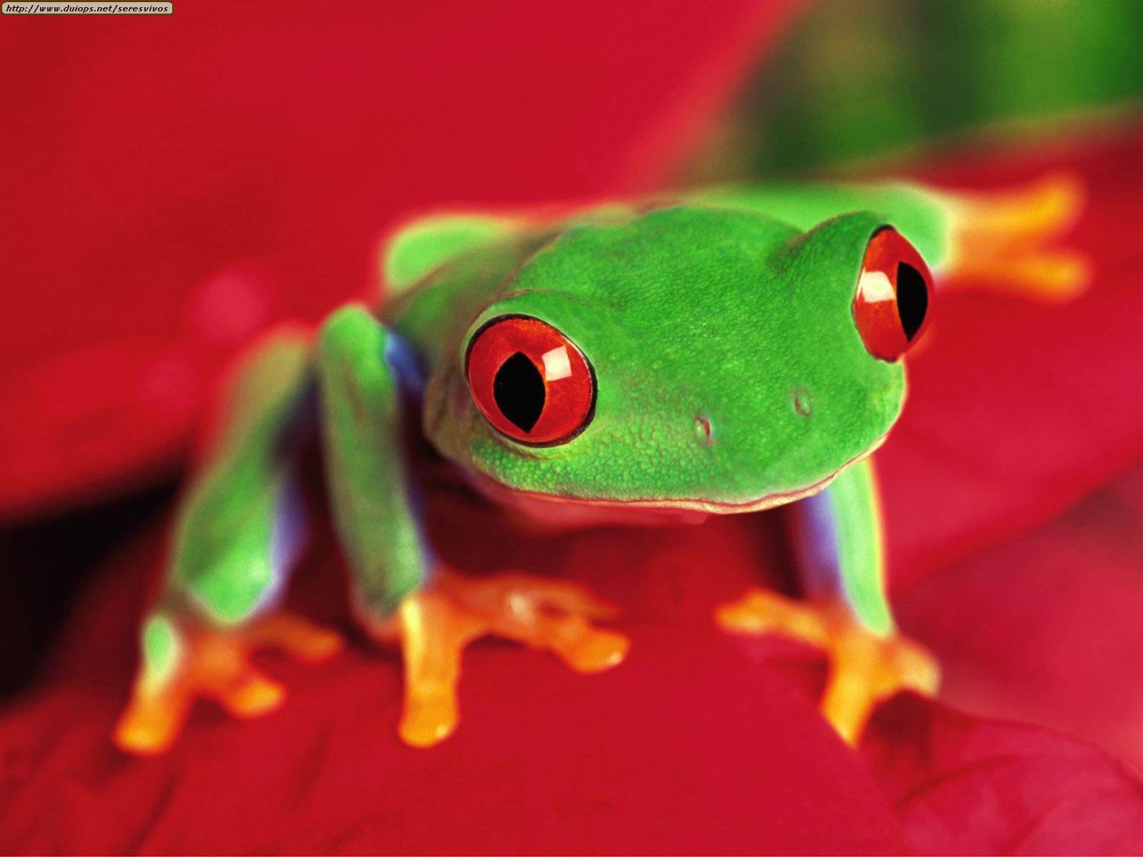 Frog Wallpaper Photo
