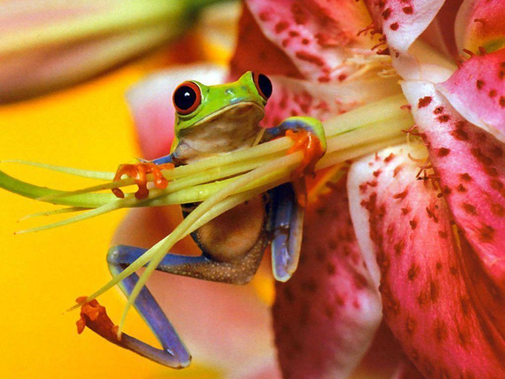Frog Wallpapers Hd For Pc, Amphibians Wallpapers, Animal