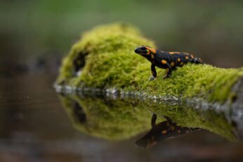 Salamanders 1080p Wallpaper