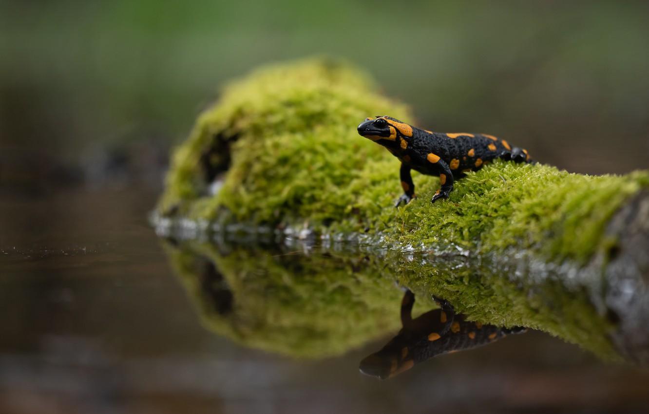 Salamanders 1080p Wallpaper, Amphibians Wallpapers, Animal