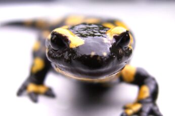Salamanders Desktop Wallpaper 4k