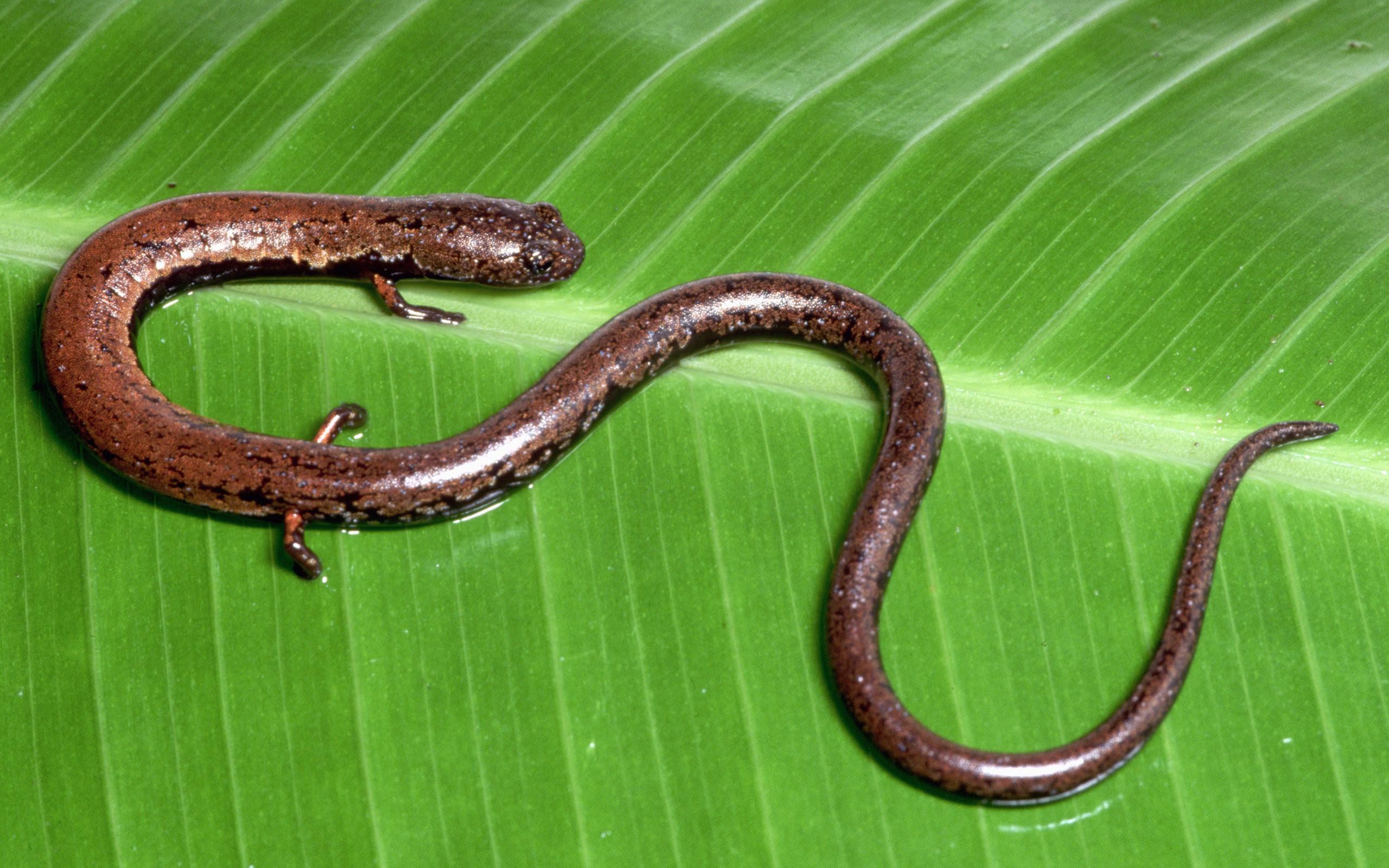 Salamanders Download Hd Wallpapers, Amphibians Wallpapers, Animal