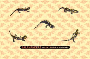 Salamanders Wallpaper 4k Pc