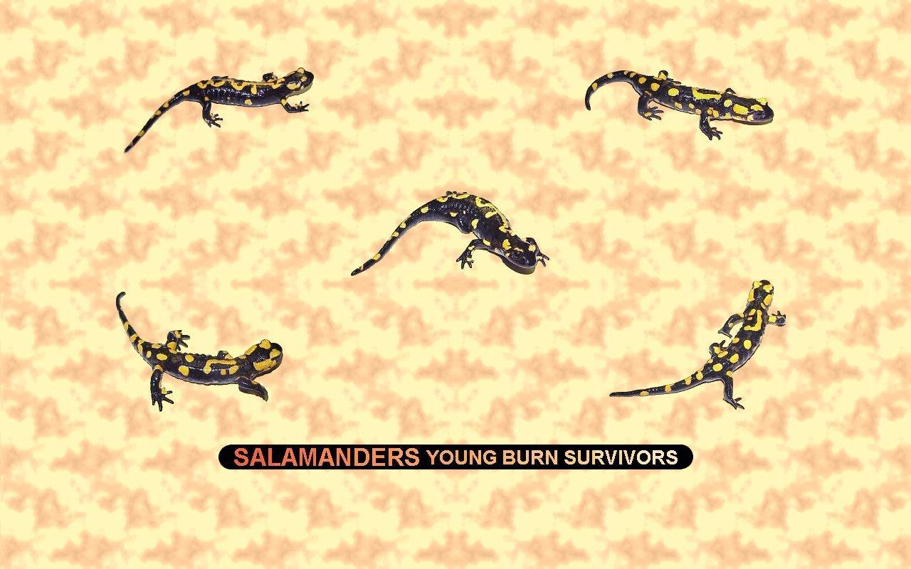 Salamanders Wallpaper 4k Pc, Amphibians Wallpapers, Animal
