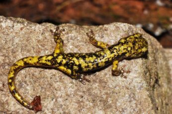 Salamanders Wallpaper Photo
