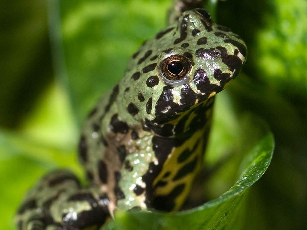 Toads Desktop Wallpaper, Amphibians Wallpapers, Animal