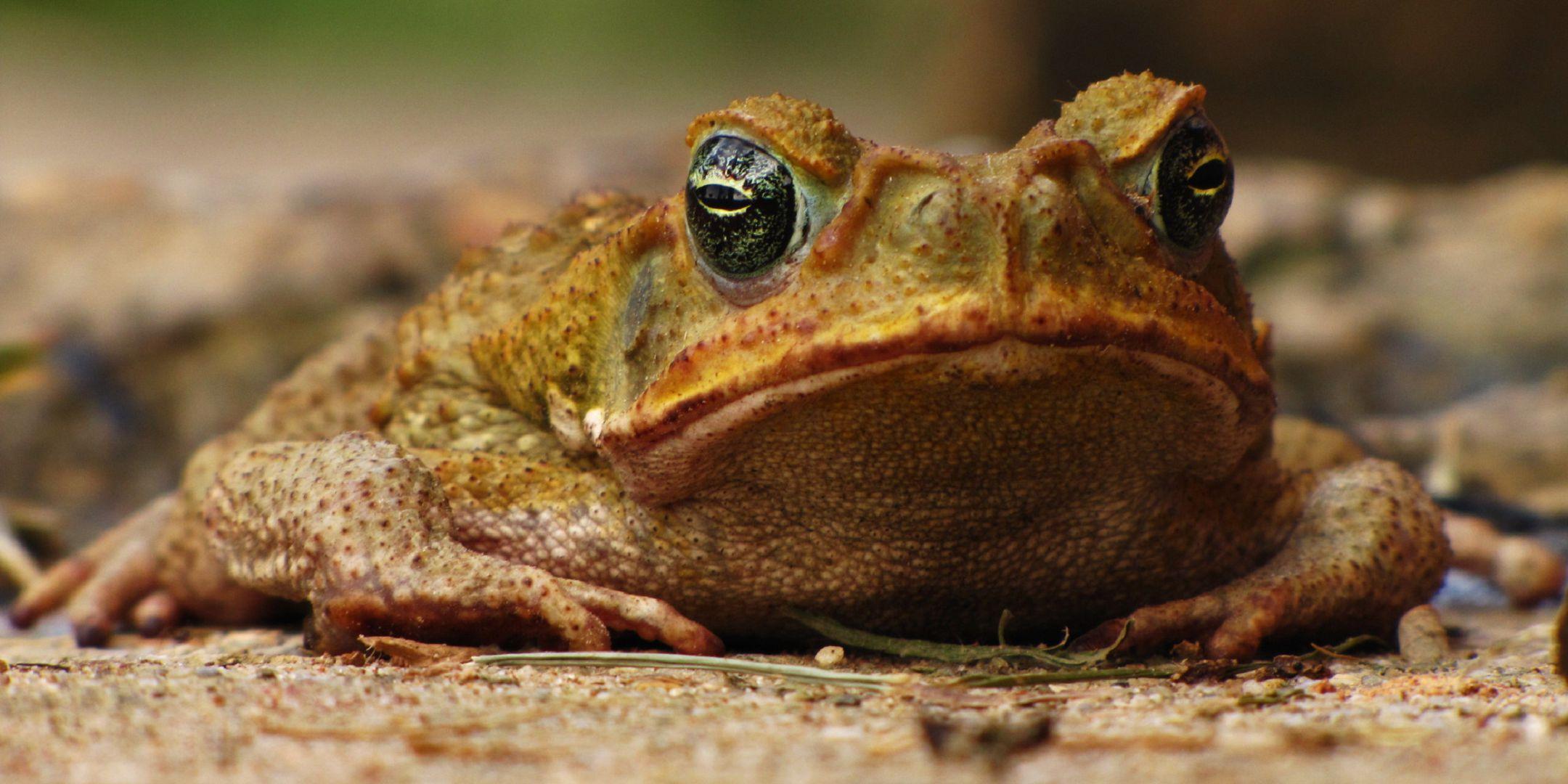 Toads Hd Wallpaper 4k For Pc