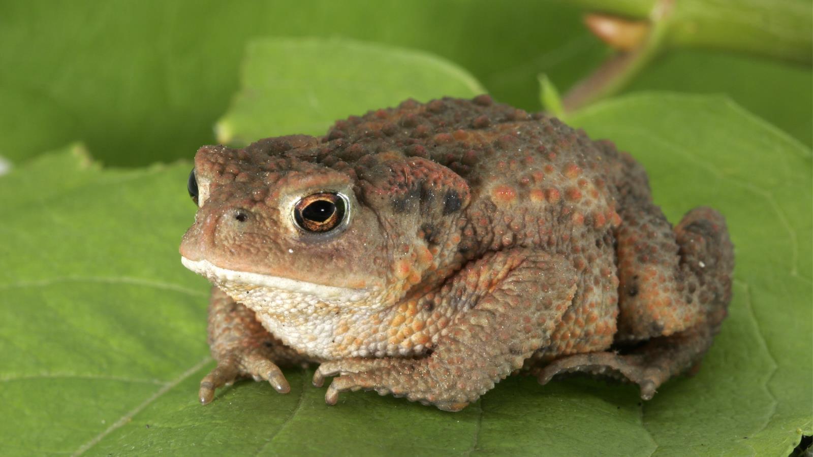 Toads Wallpaper For Ipad