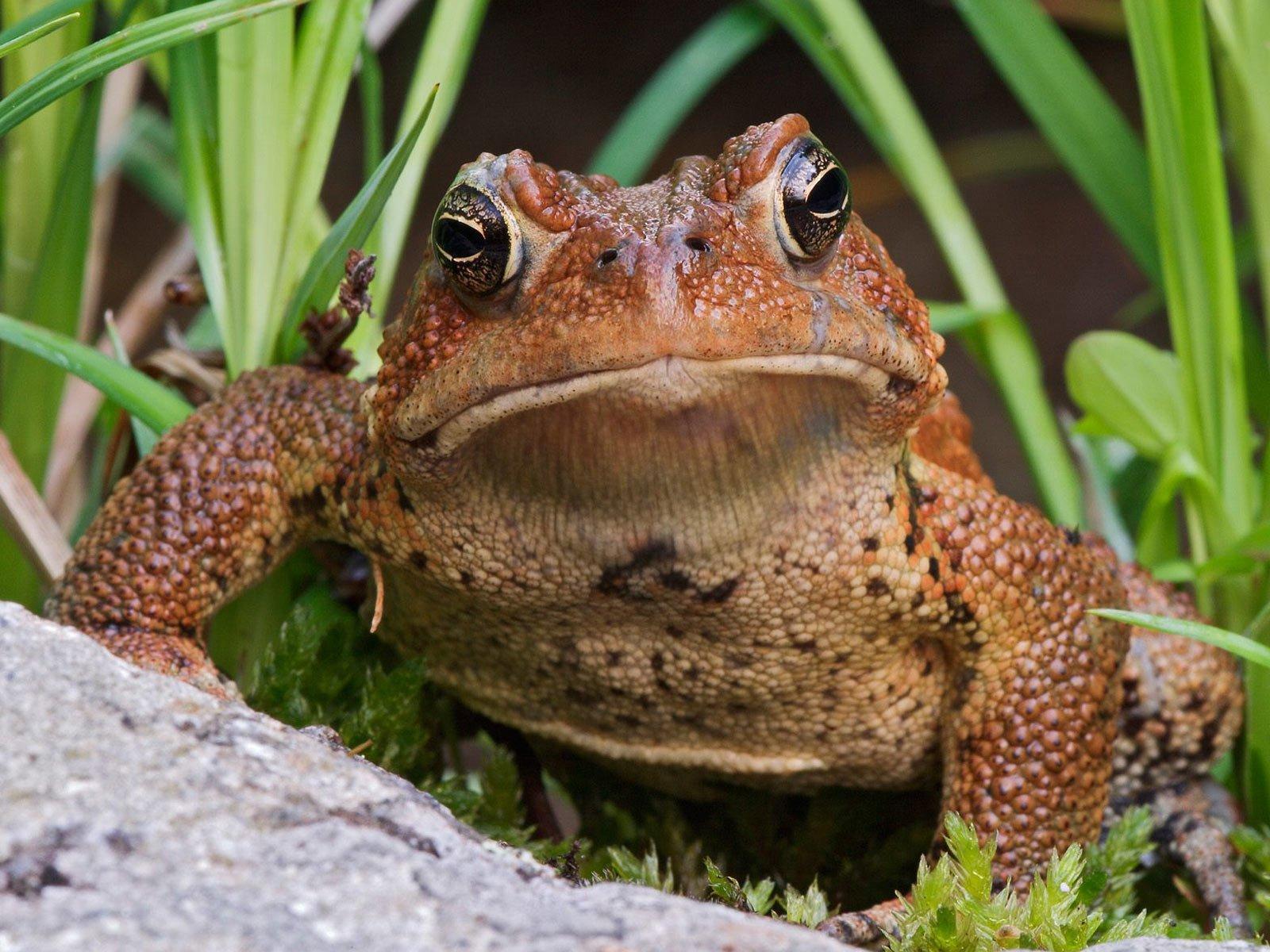 Toads Wallpaper For Pc