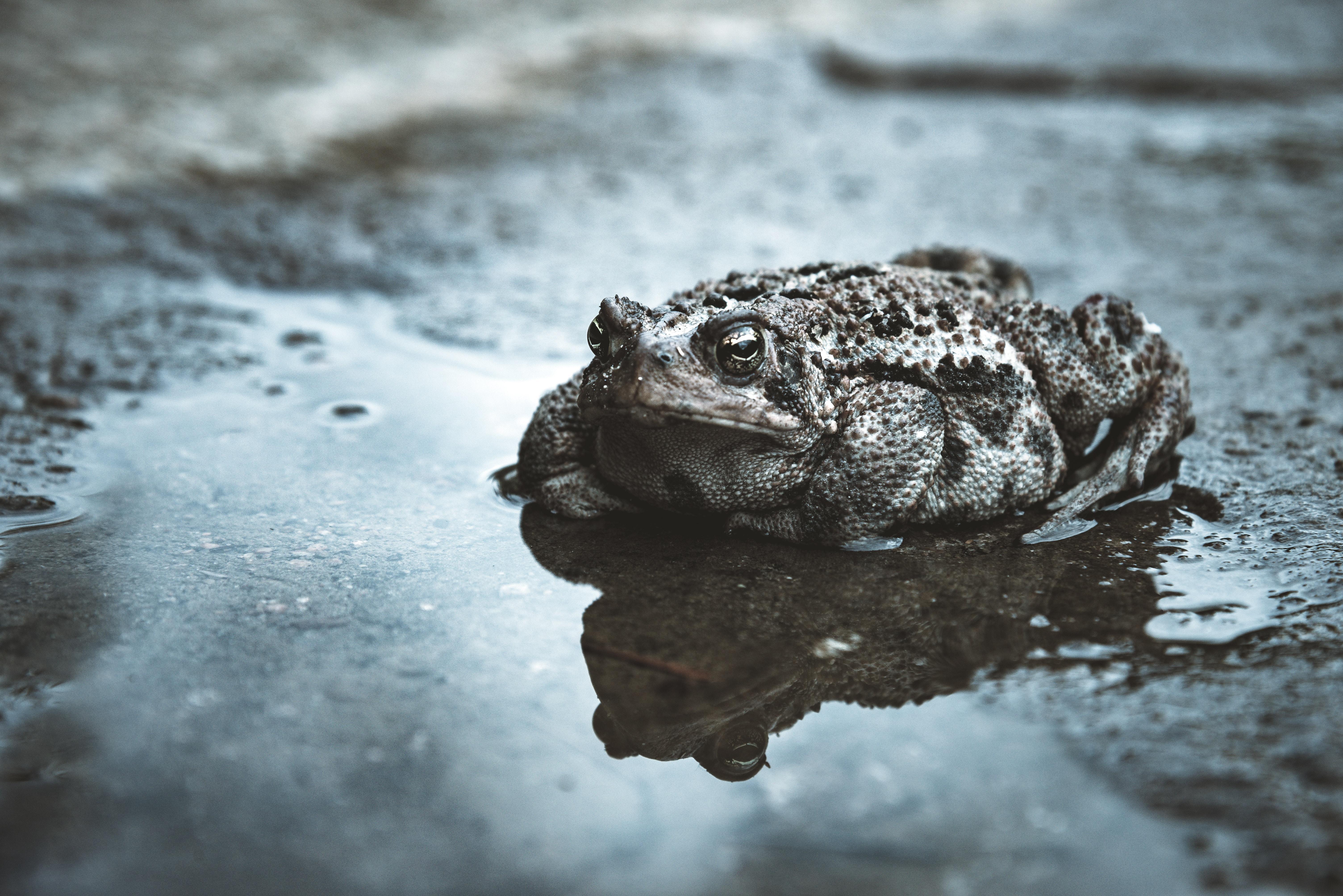 Toads Wallpaper Iphone, Amphibians Wallpapers, Animal