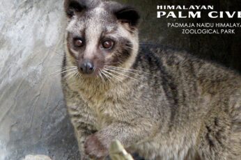 African Palm Civet Hd Wallpapers For Pc