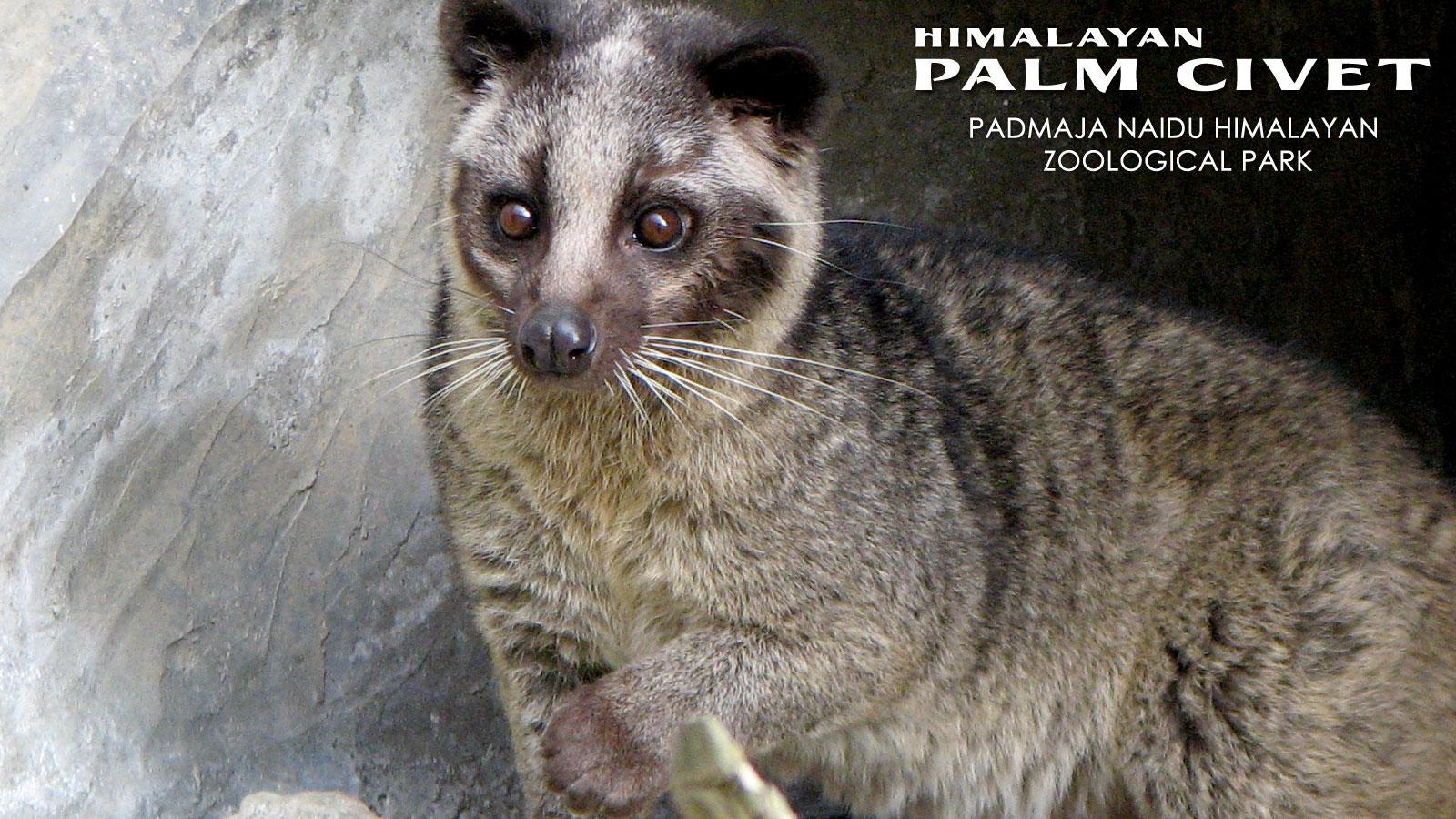African Palm Civet Hd Wallpapers For Pc, African Palm Civet, Animal