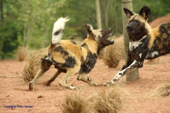 African Wild Dog 1080p Wallpaper