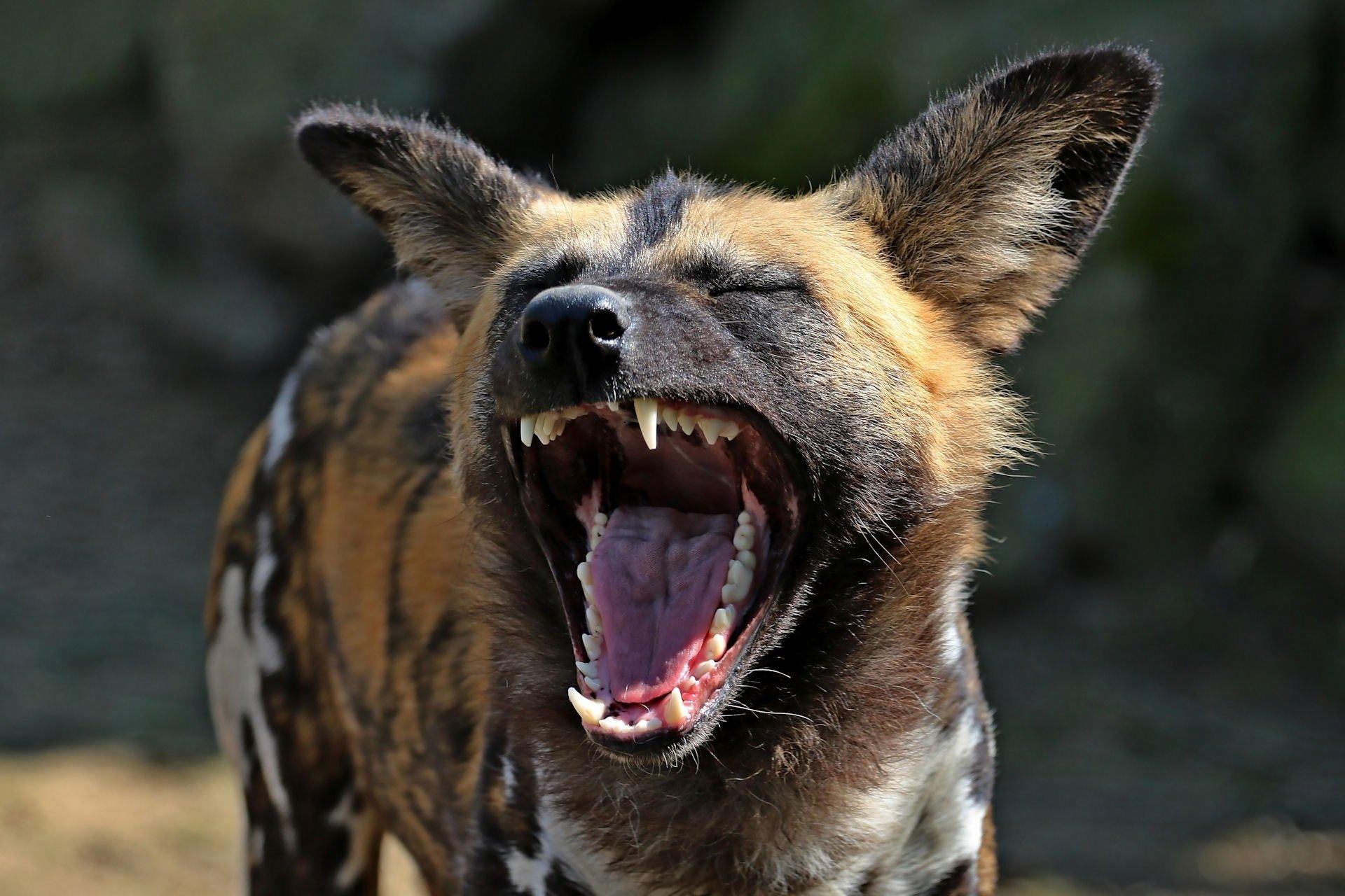 African Wild Dog Free Desktop Wallpaper, African Wild Dog, Animal