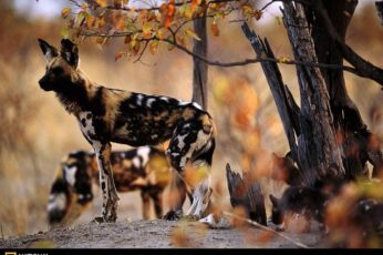 African Wild Dog Hd Wallpaper 4k Download Full Screen