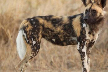 African Wild Dog Hd Wallpapers For Pc