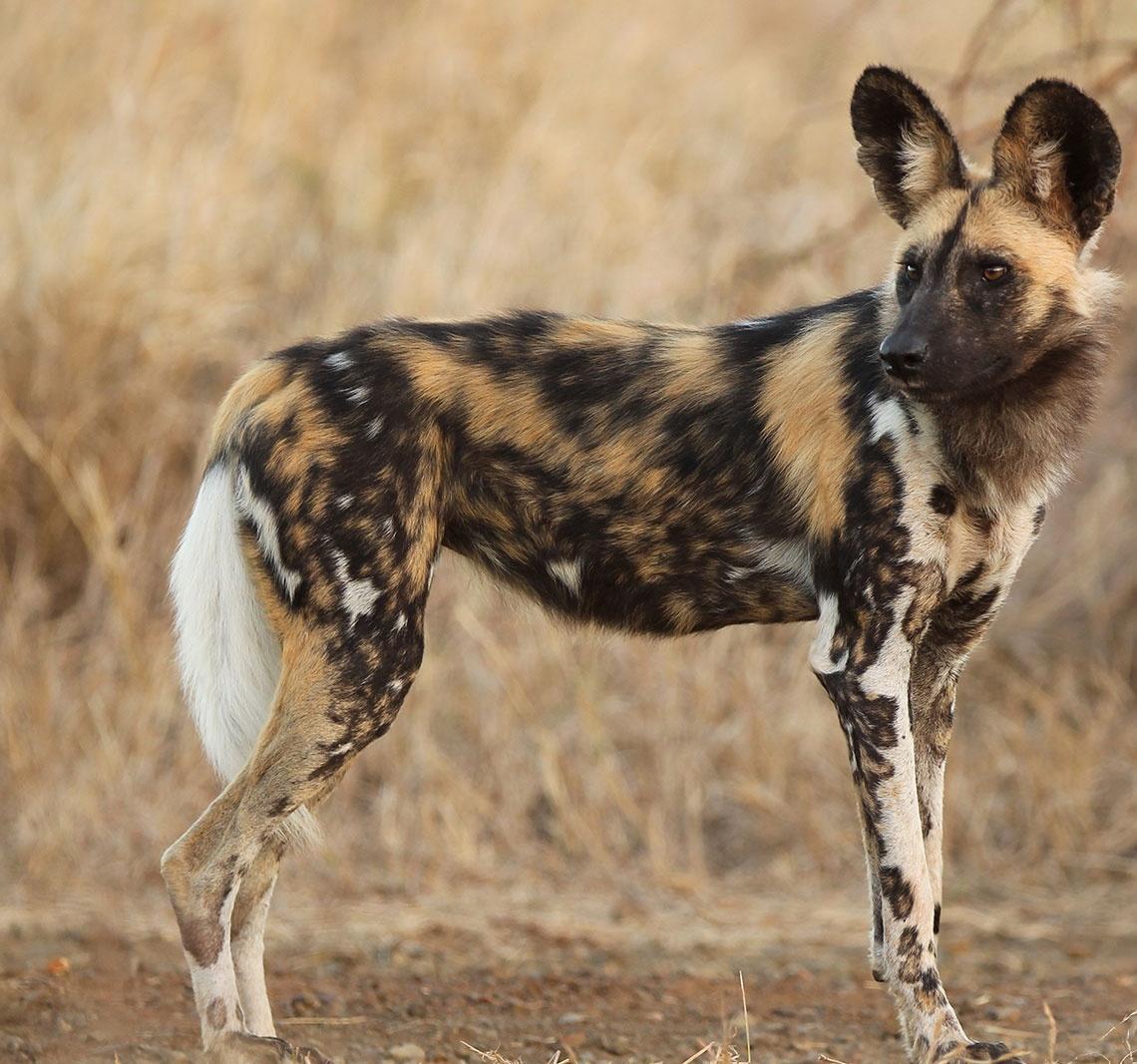 African Wild Dog Hd Wallpapers For Pc, African Wild Dog, Animal