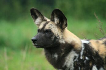 African Wild Dog Wallpaper For Ipad