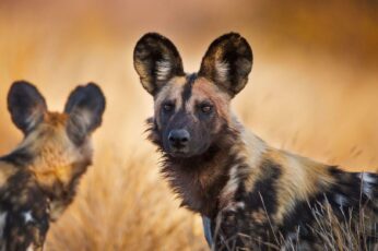 African Wild Dog Wallpaper For Pc
