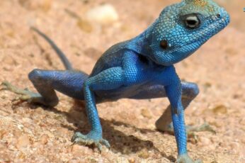 Agamas Hd Wallpapers For Pc
