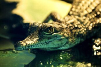 Alligator Desktop Wallpaper 4k