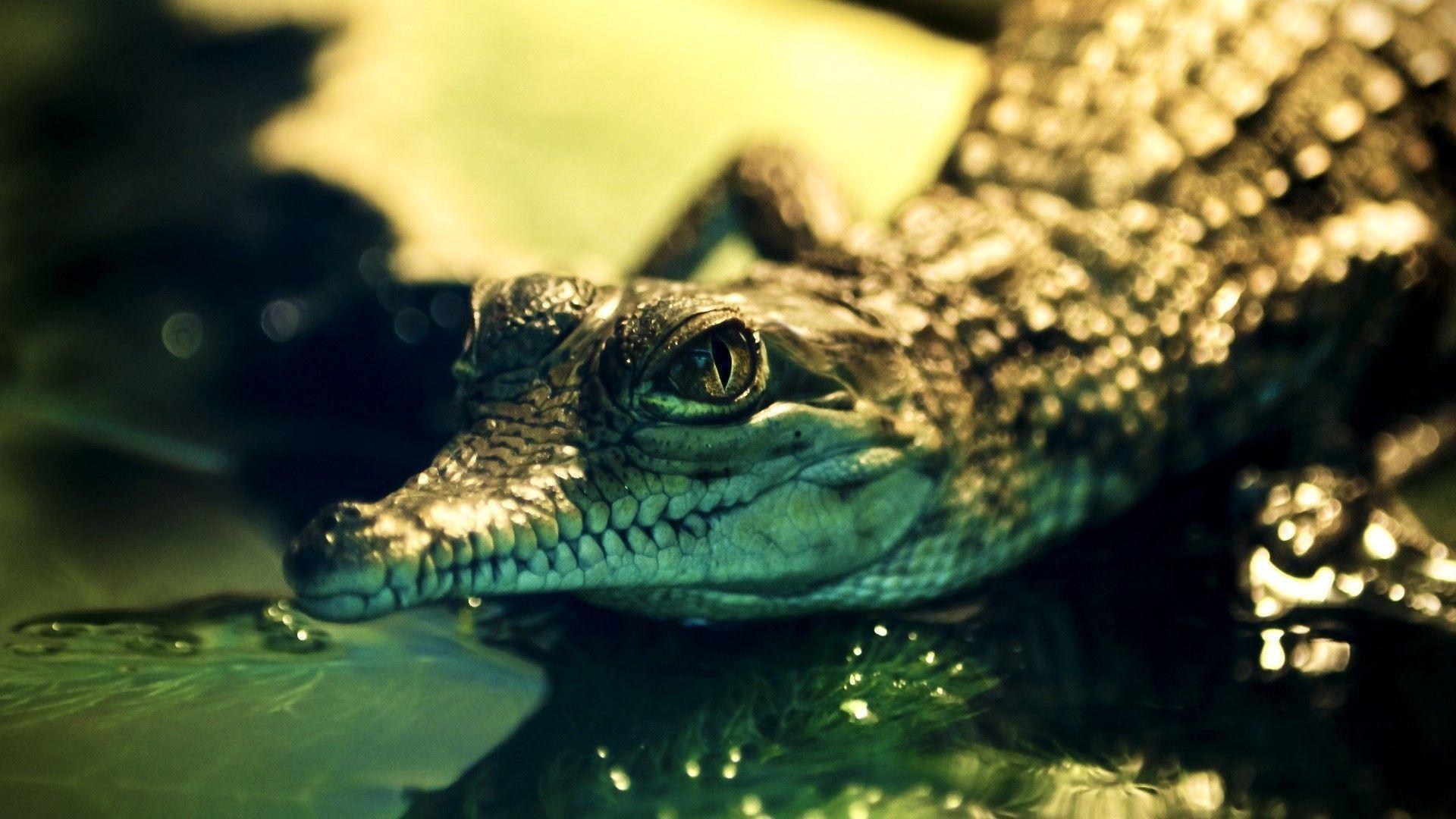 Alligator Desktop Wallpaper 4k, Alligator, Animal