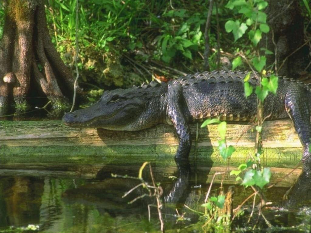 Alligator Desktop Wallpaper, Alligator, Animal