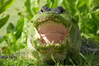 Alligator Download Best Hd Wallpaper