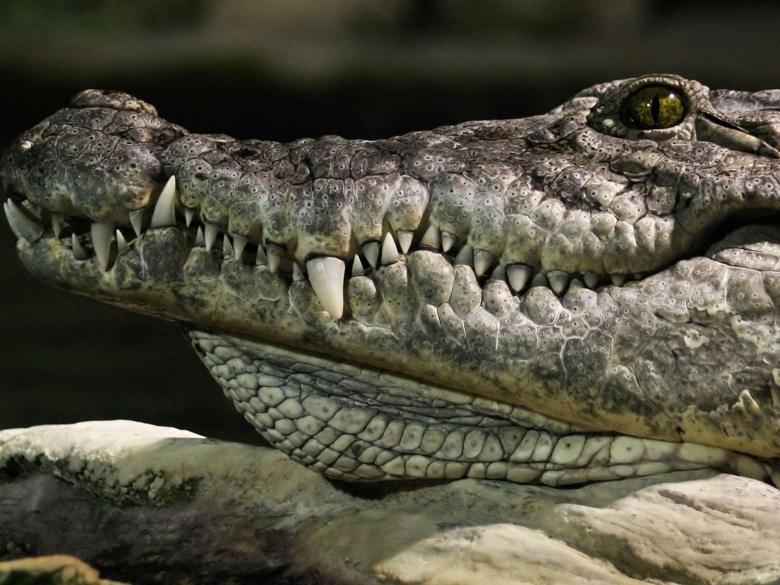 Alligator Free Desktop Wallpaper, Alligator, Animal