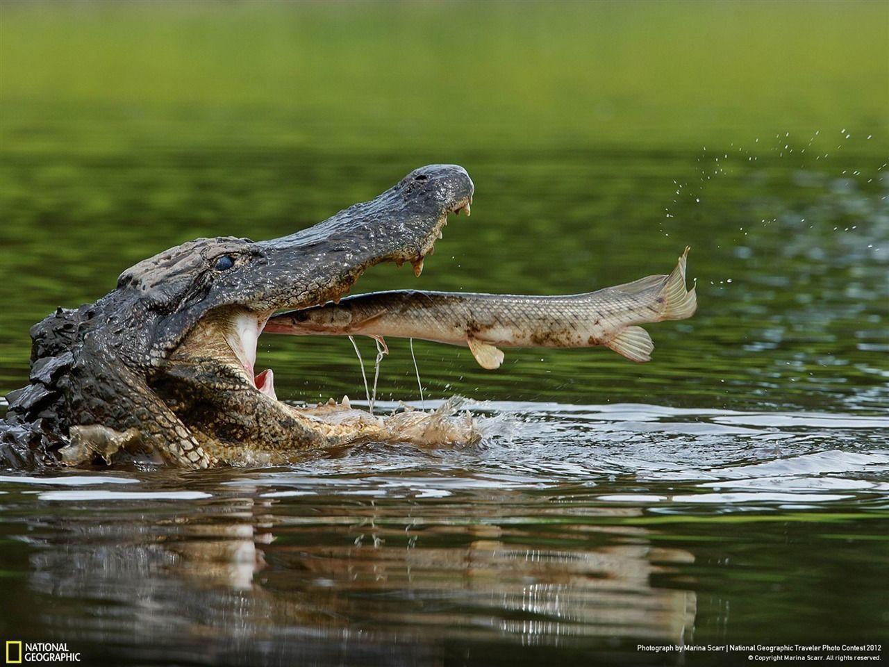 Alligator High Resolution Desktop Wallpaper, Alligator, Animal