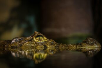 Alligator Wallpaper Download