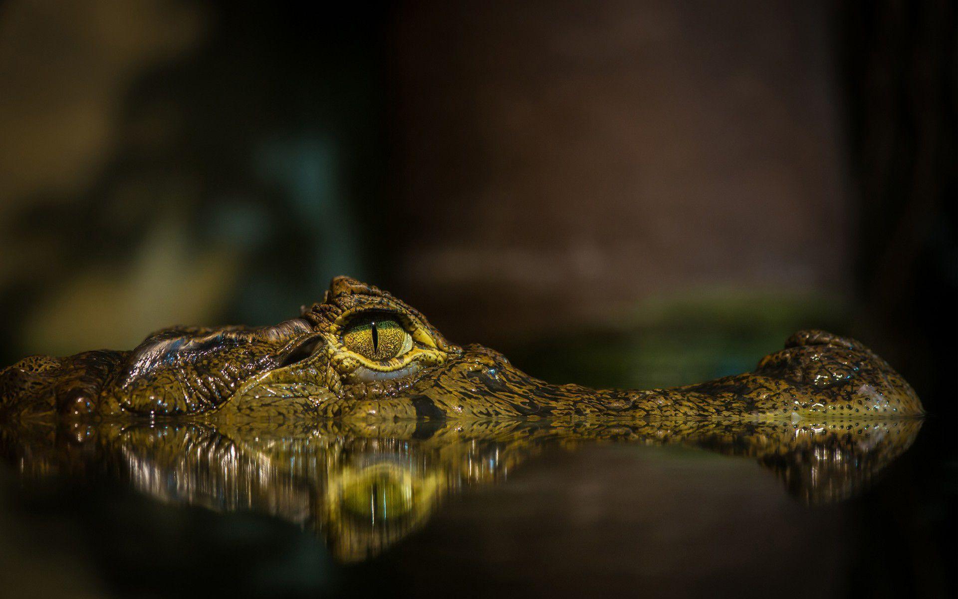 Crocodile in lake Wallpaper 4k Ultra HD ID10521