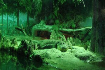 Alligator Wallpaper Photo