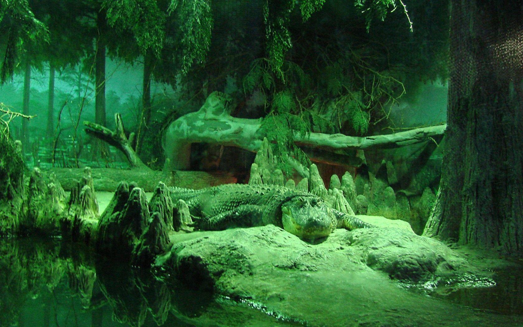 Alligator Wallpaper Photo